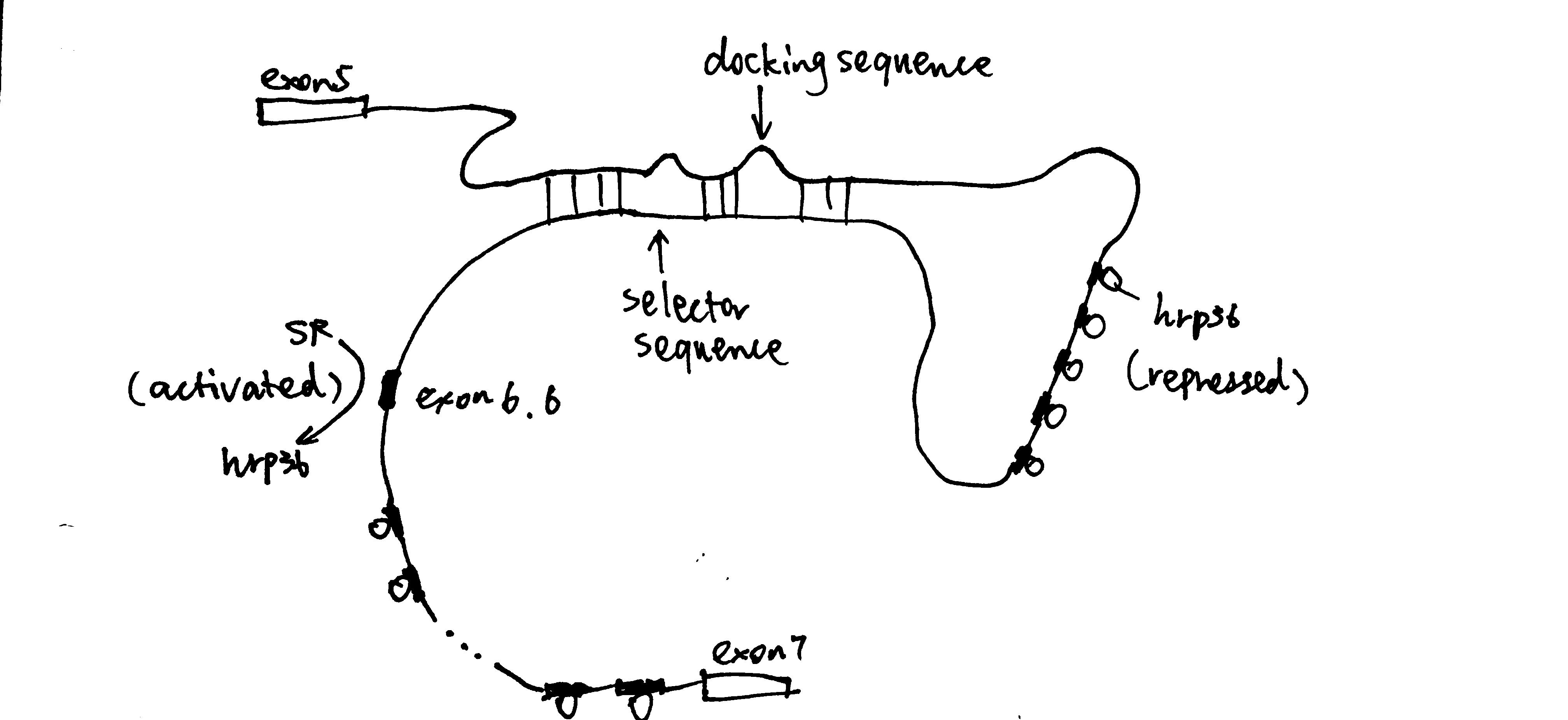 hrp36 binds to all axon6 variants and represses their inclusion in the mature mRNA. When the cis-acting RNA selector sequence upstream of a specific exon (in this case 6.6) pairs with the docking site, it results in activation of the exon immediately downstream.