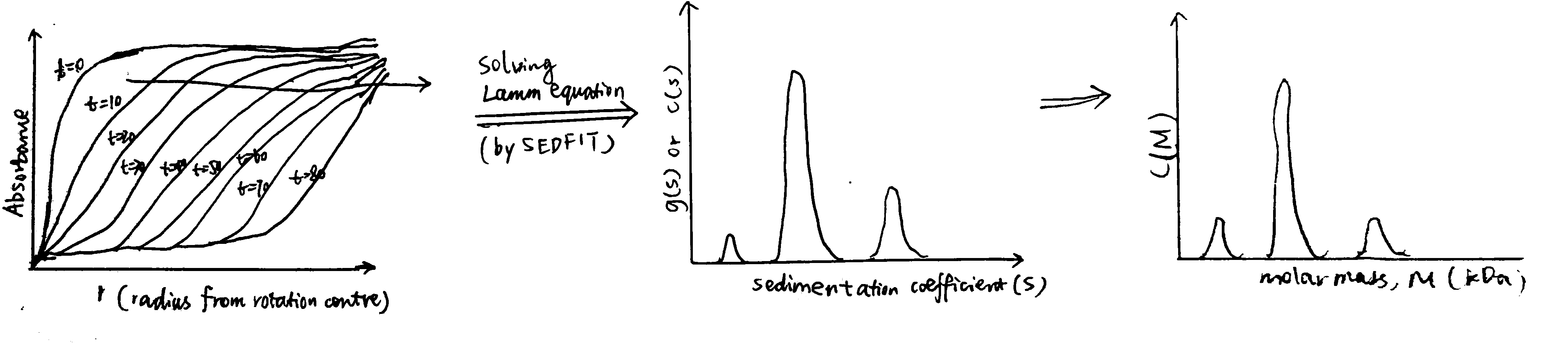 Schematic of data processing in SV experiments. The raw data collected is a series of curves recorded at fixed intervals, each showing the variation of the absorbance with the distance from the rotation centre. By solving the Lamm equation, this is transformed to a *g(s)* vs. *s* plot, or *c(s)* vs. *s* plot if it is denoised by SEDFIT. It can be further transformed into a *c(M)* vs. M plot (distribution of molecular weights), assuming constant frictional ratio $f/f_o$