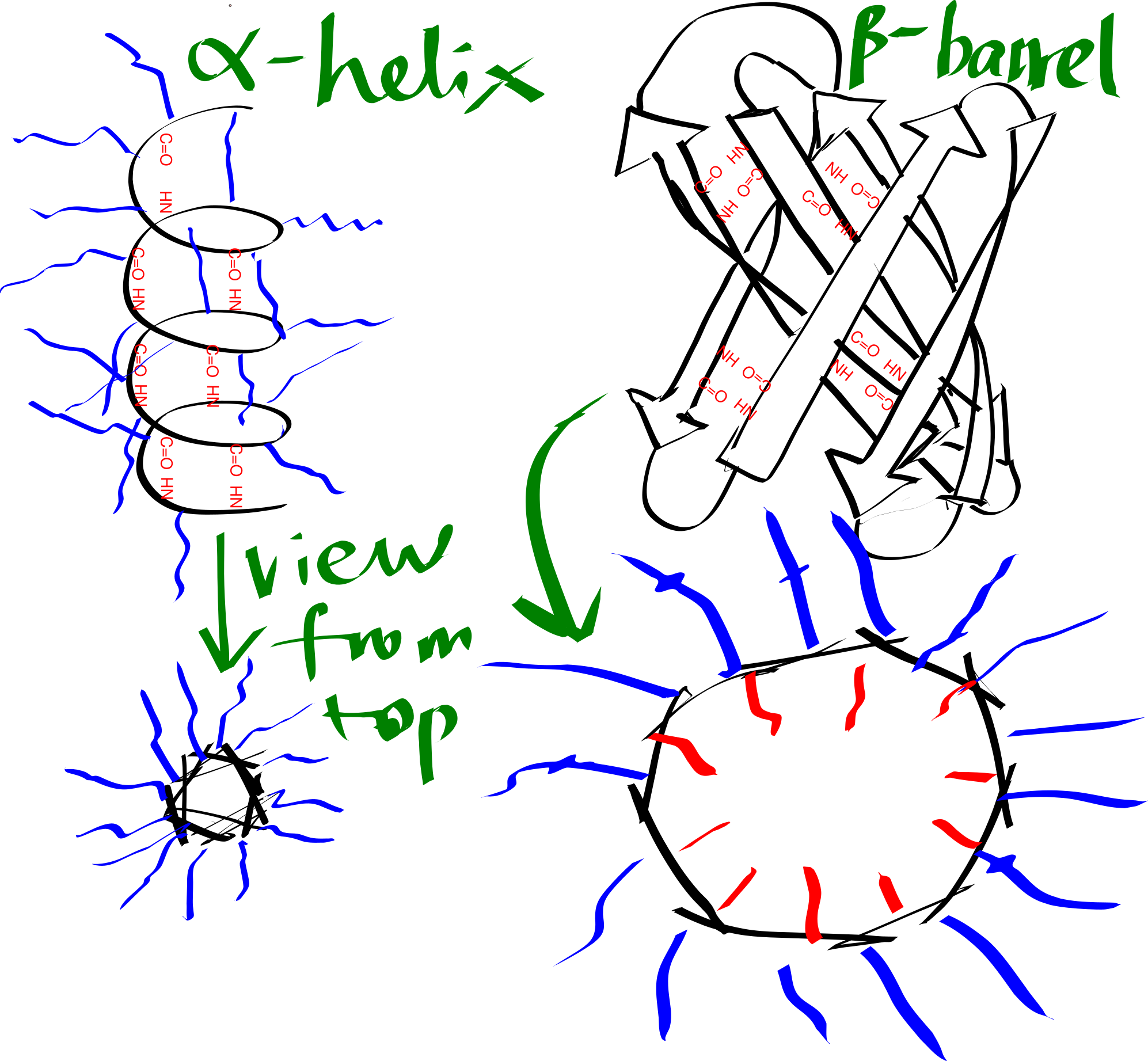 Schematic representation of an alpha helix and a beta barrel. Blue and red lines represent hydrophobic and hydrophilic side chains, respectively.
