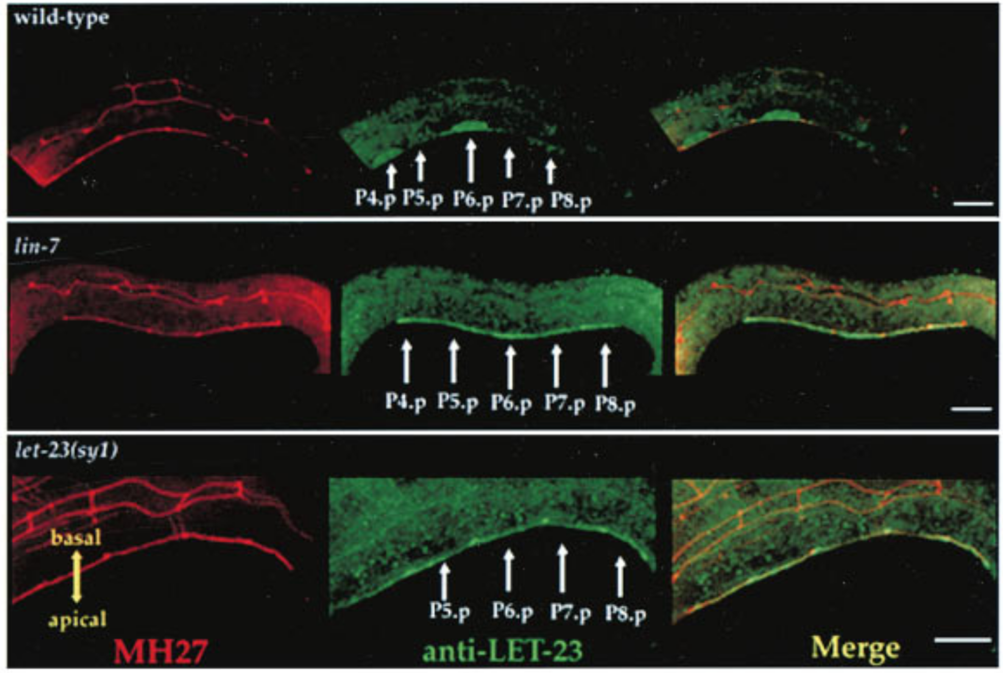Top: LET-23 are localised to the basolateral membrane of VPCs in wild-type C. elegans; Middle: lin-7 mutant shows mislocalisation of LET-23 to the apical membrane; Bottom: let-23(sy1) mutant, in which a premature stop codon removes 6 C-terminal amino acids of LET-23, similarly resulted in mislocalisation of LET-23. LET-23 staining is shownin green, and staining for the cell junctions using the monoclonal antibody MH27 is shown in red. Reproduced from 24.