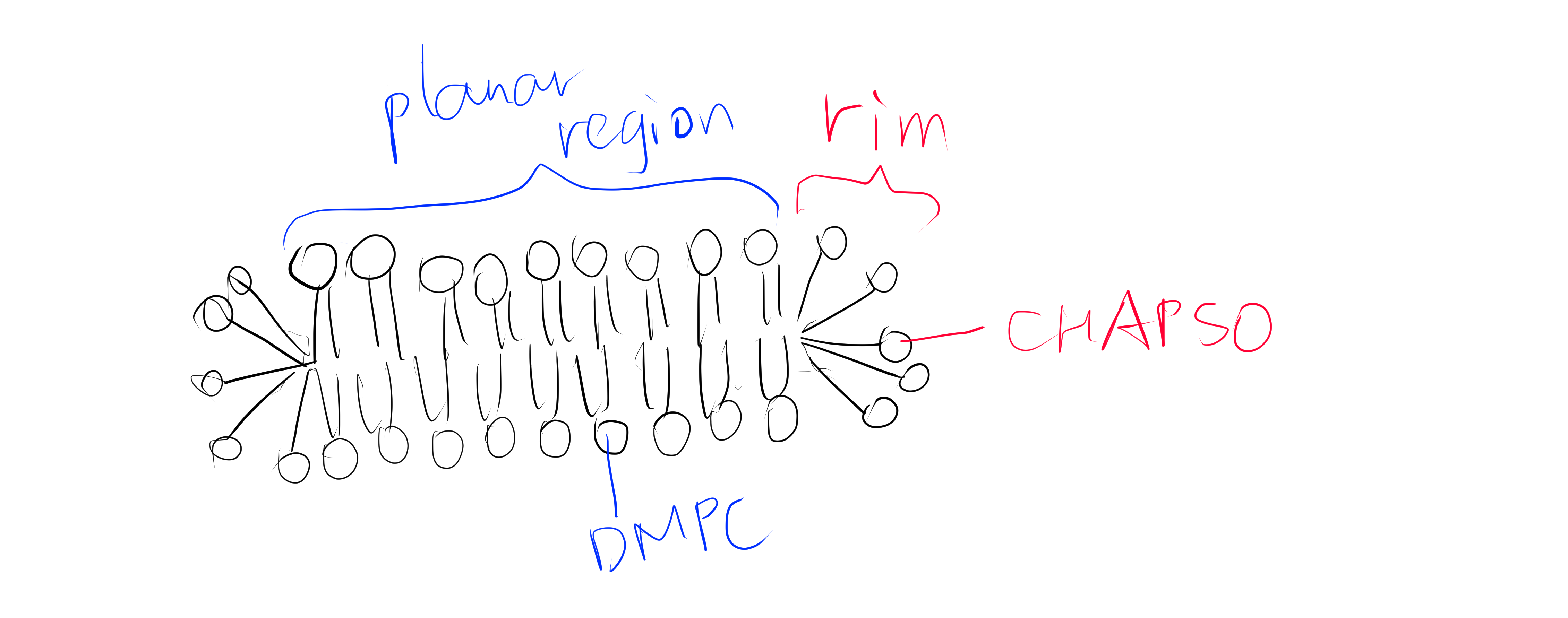 The DMPC:CHAPSO bicelle. Bicelles are disks with a planar region formed by long chain lipid phospholipids and a rim composed of short chain phospholipids or detergent molecules. It provides an environment that resembles a lipid bilayer where membrane proteins' natively resides. Membrane proteins can be incorporated into bicelles for functional studies as well as crystallisation.