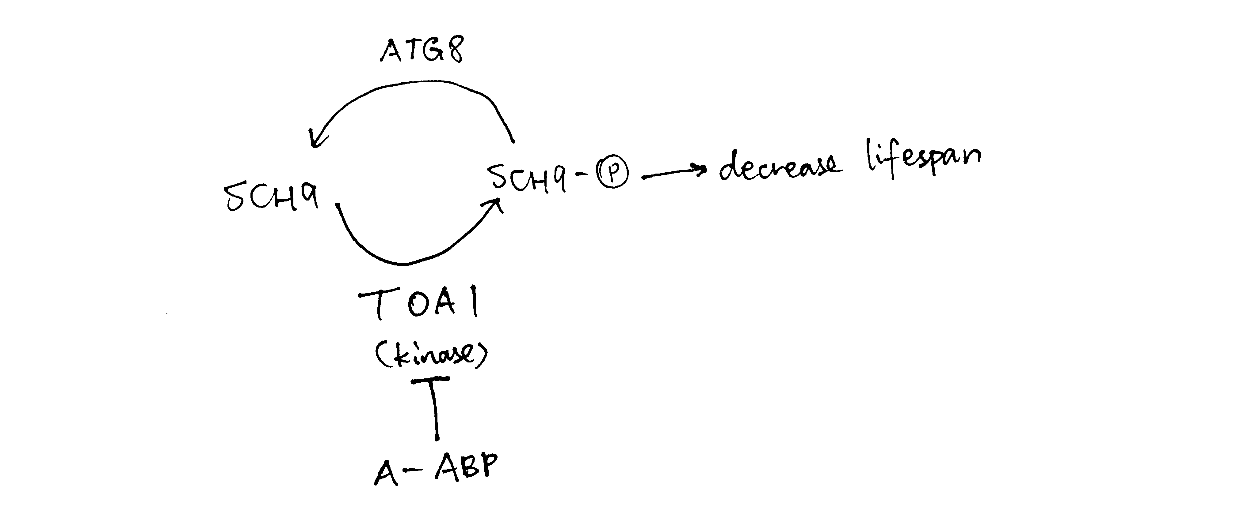 When compound A concentration increases, TOA is is inhibited and less Sch9 is phosphorylated, so there is less lifespan-reduction effect due to phosphorylated Sch9, and hence the lifespan increases. When the concentration of A gets too high, however, ATG8 phosphatase is expressed to dephosphorylate Sch9 and thus decrease lifespan.