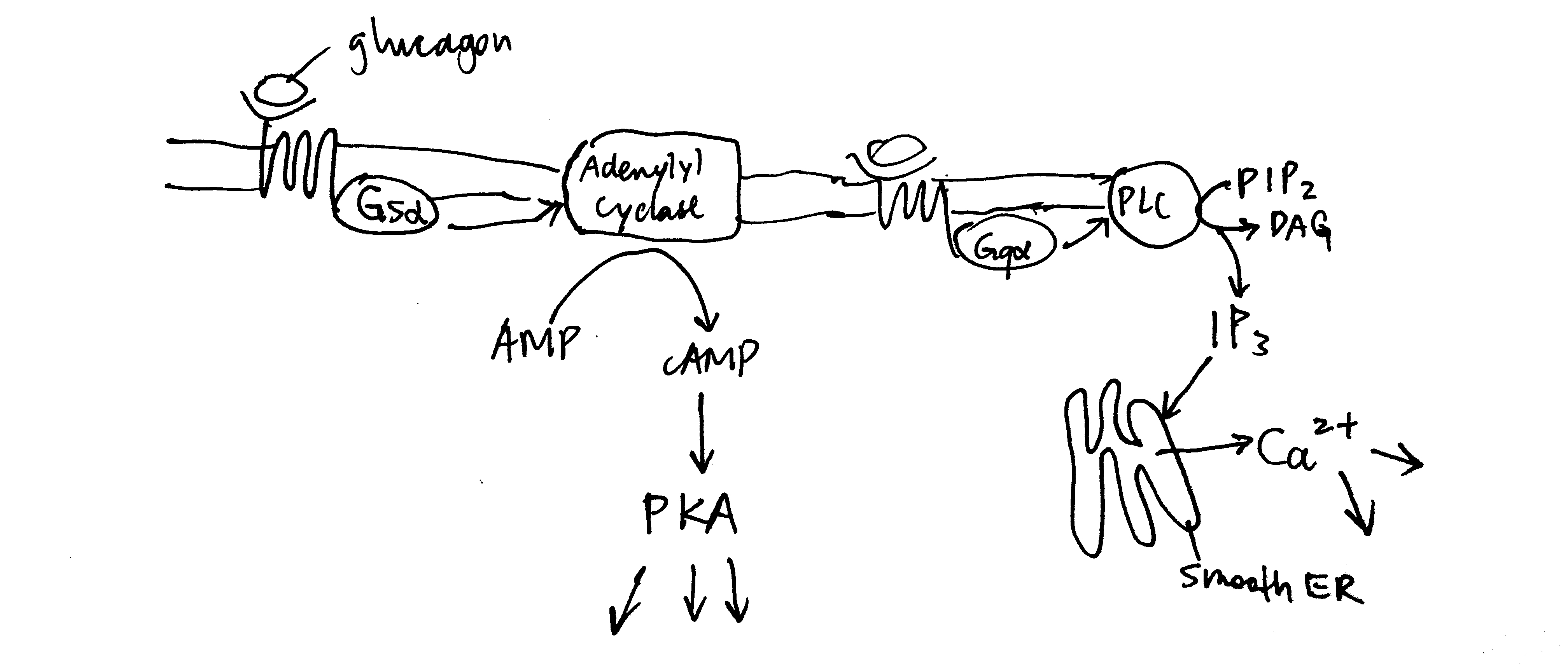 Overview of glucagon signalling.
