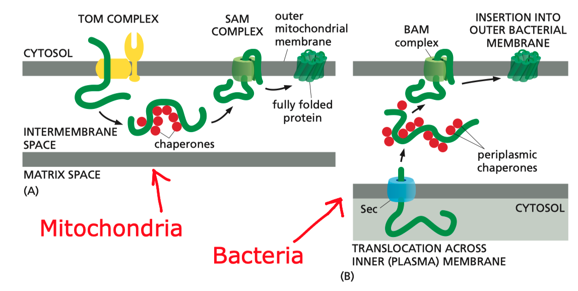 Insertion of \(\beta\)-barrel proteins into bacterial or mitochondrial outer membrane.