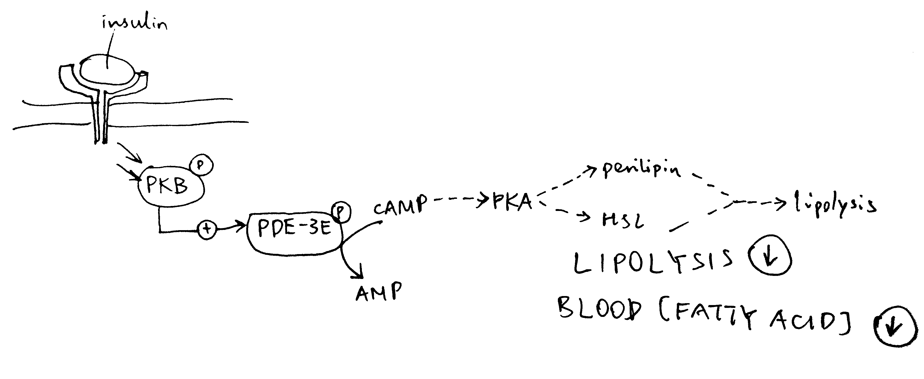 Inhibition of lipolysis by insulin. Insulin activates PKB, which phosphorylates and thus activates the phosphodiesterase PDE-3B. PDE-3B de-cyclise cAMP, to AMP, thus reducing PKA activity and the lipolytic pathway downstream of PKA.