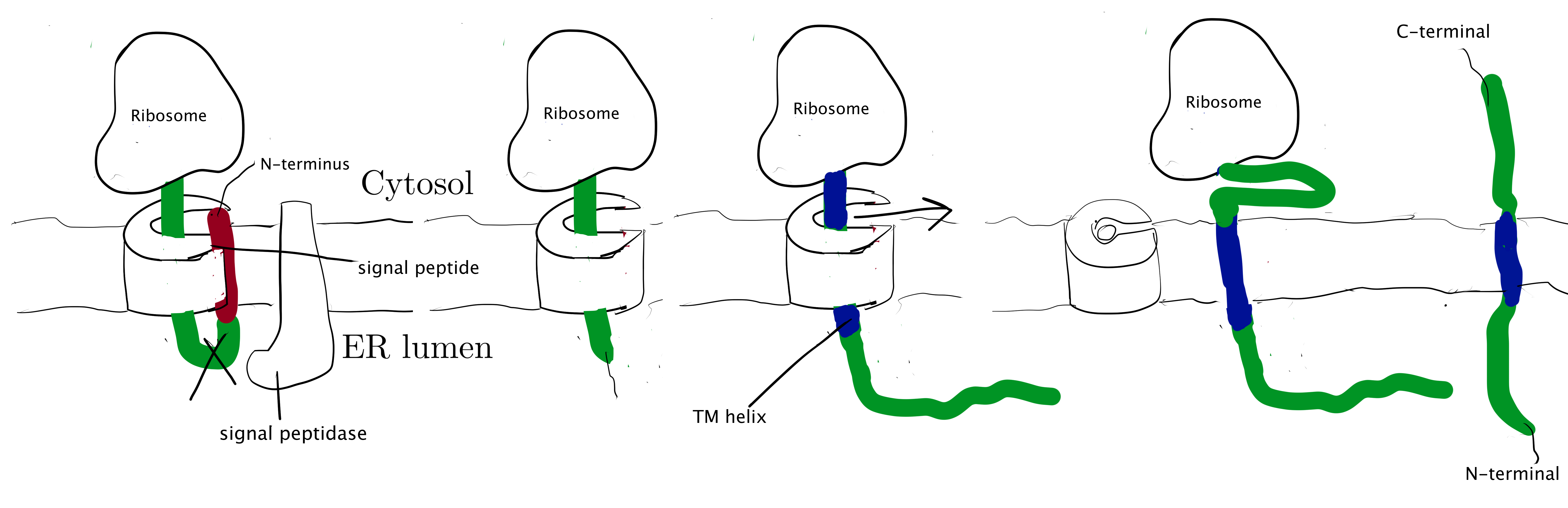 Insertion of type I membrane proteins.