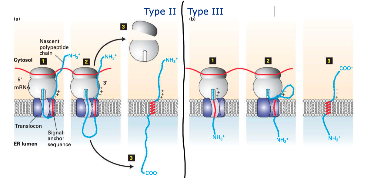 Insertion of type II and III membrane proteins. In type II proteins, the orientation of the signal anchor sequence in the hydrophibic binding pocket of the laterally opened Sec61\(\alpha\) results in the opening of the pore in the vertical direction (in the same way as type I proteins, but the signal peptide is not cleaved off), allowing the remaining C-terminal portion of the polypeptide to thread through the pore and enter the ER lumen. In type III proteins, the orientation of the signal anchor sequence causes the channel to close, and the C-terminal portion is synthesised in the cytosol.