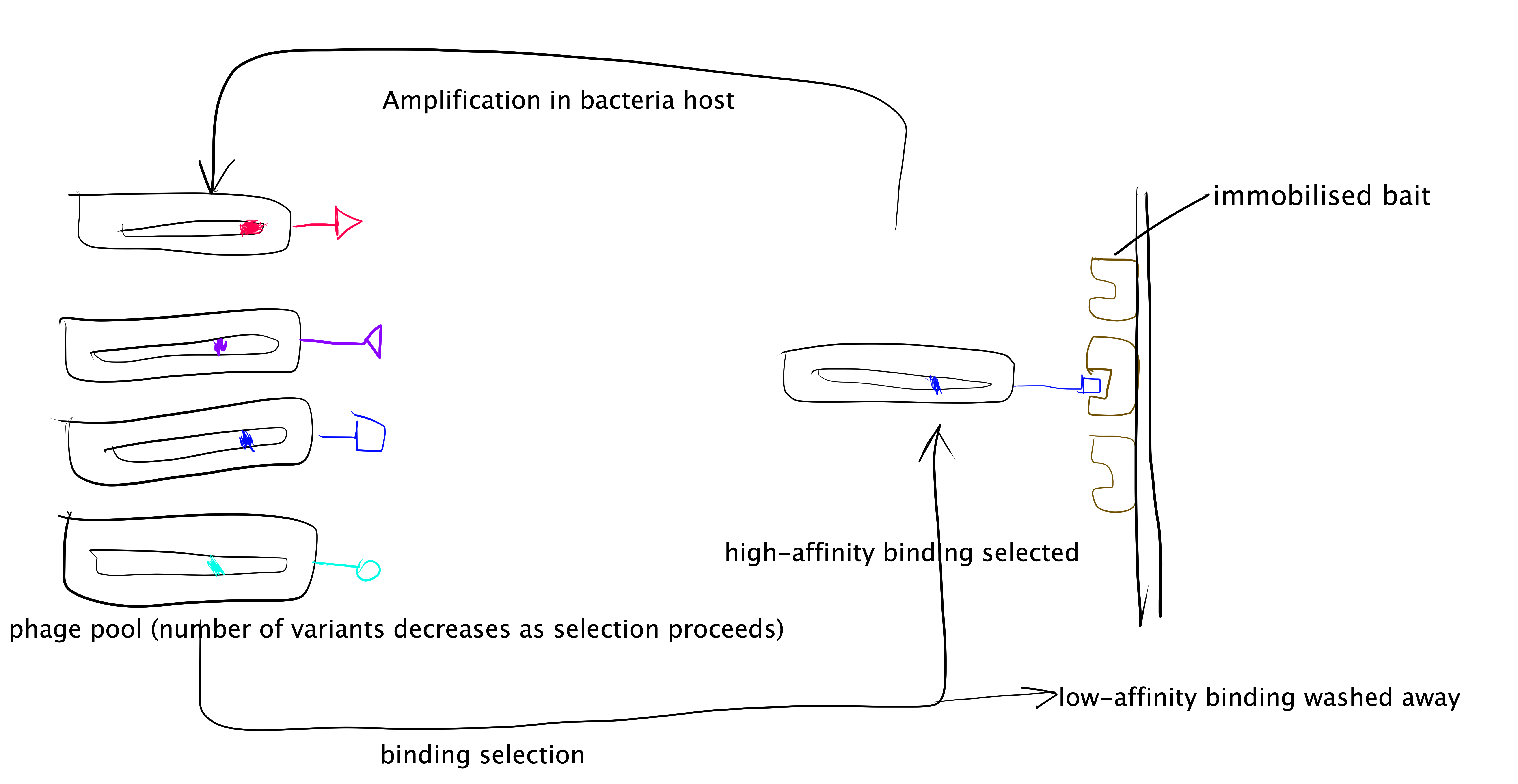 Directed evolution with phage display.