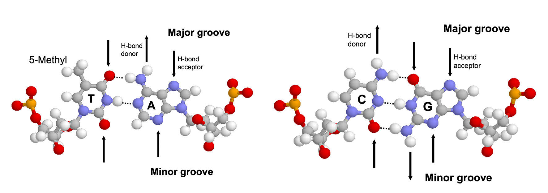 Hydrogen bonding patterns in the major and minor groove of AT and CG base pairs.