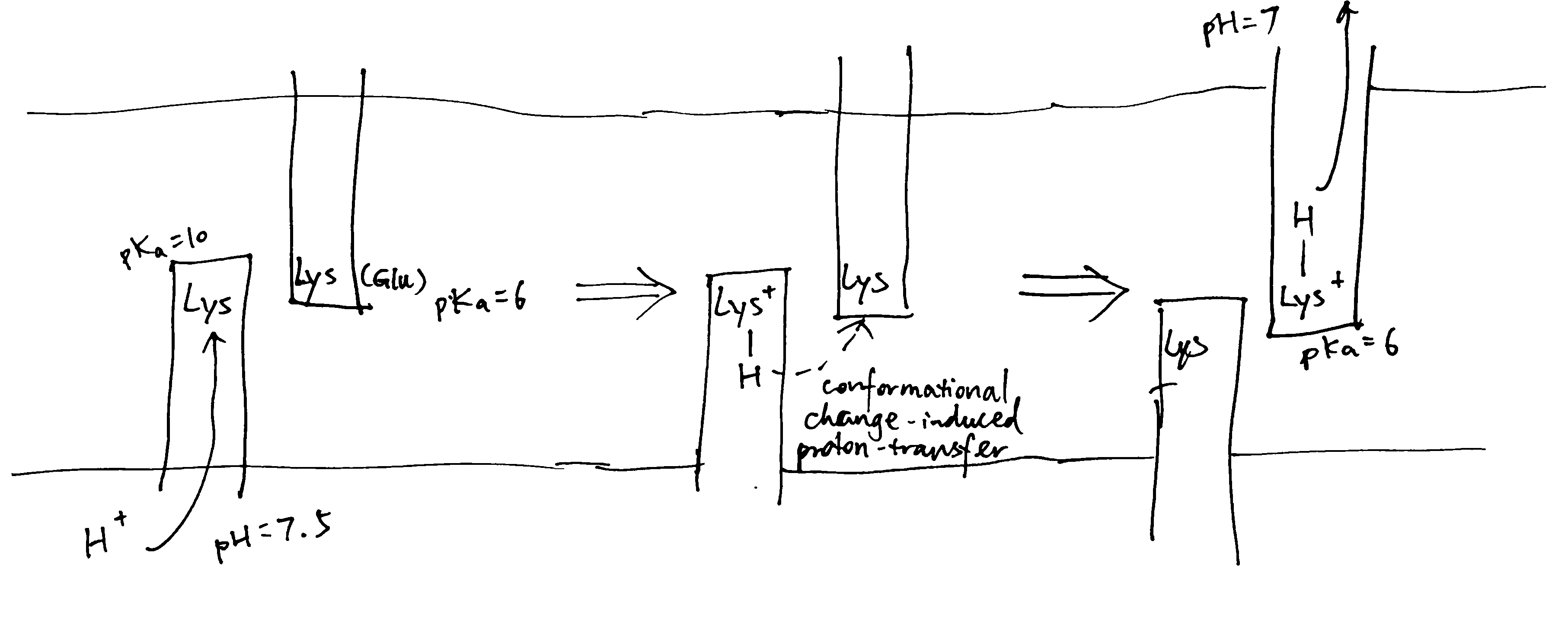 Schematic diagram of proton translocation in complex I