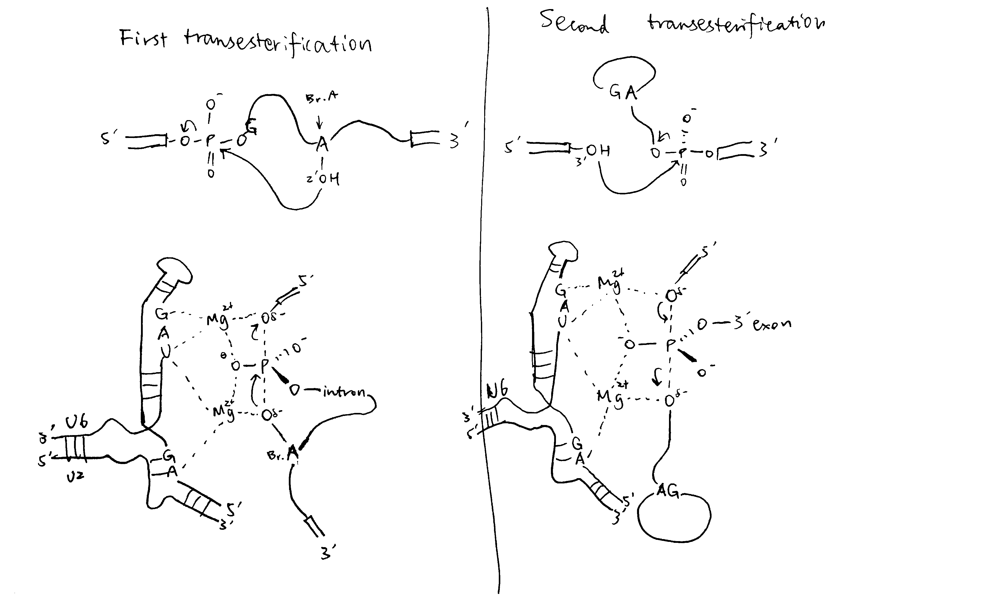 The transesterification reactions in detail