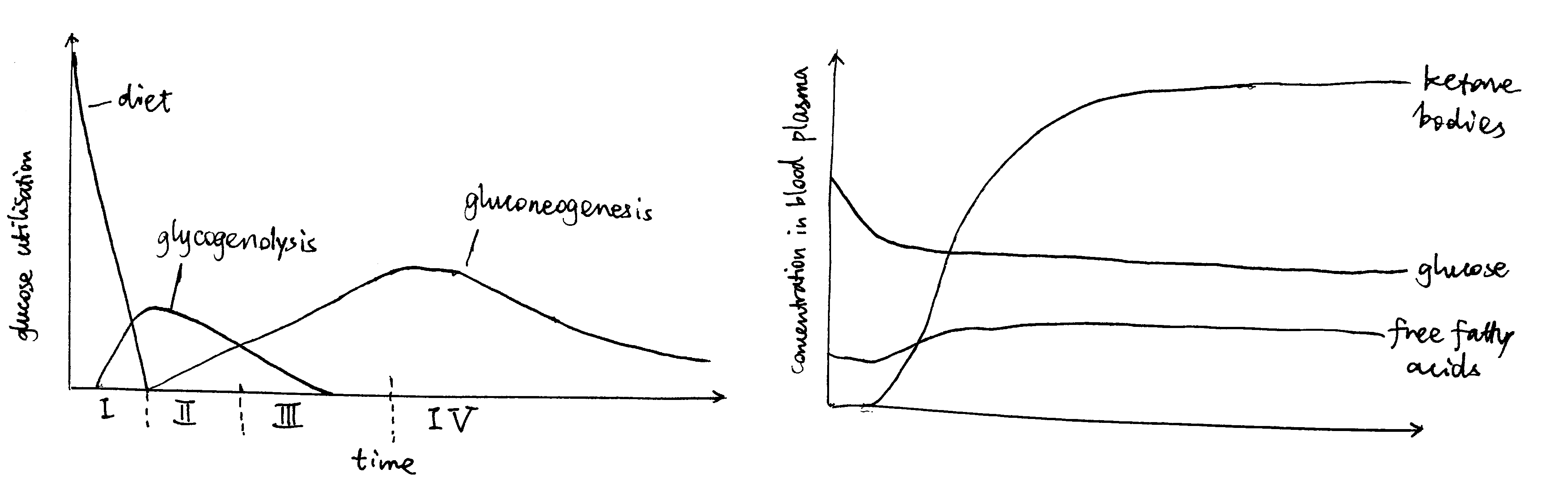 Left: Origin of blood glucose and rate of glucose utilisation at different stages of starvation. Right: Concentrations of fuel molecules in blood plasma as starvtion proceeds.