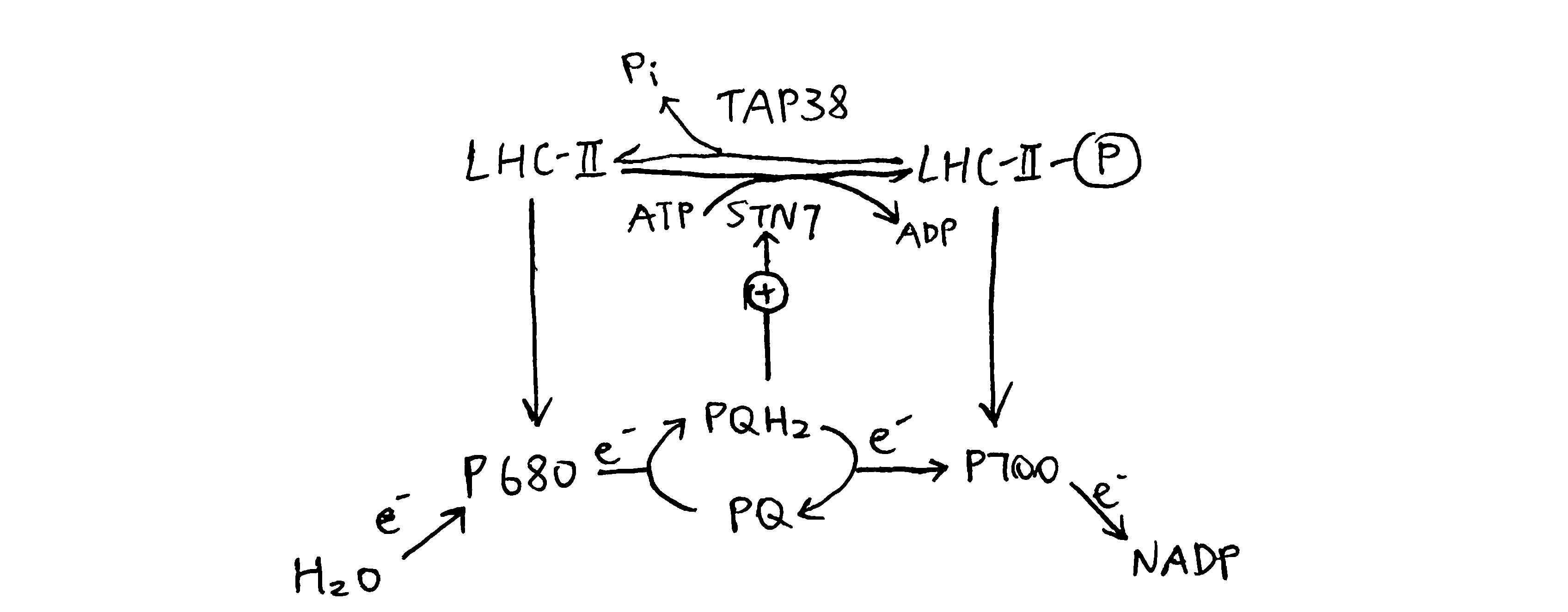 Oxidative status of plastoquinone determines the phosphorylation state of LHC-II, which in turn regulates relative activity of PS-I and PS-II.