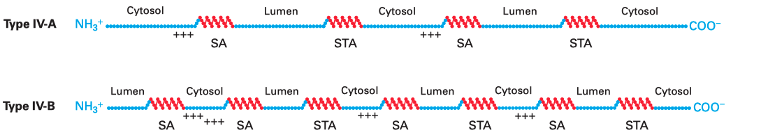 Multipass membrane proteins have multiple TM helices which alternatingly function as start-transfer signals (signal-anchor sequences, SA) and stop-transfer signals (stop-transfer anchor sequences, STA). The distribution of charge usually follows the same rule as in type II and III proteins, so that in the final conformation, the cytosolic side has more positively charged residues overall.
