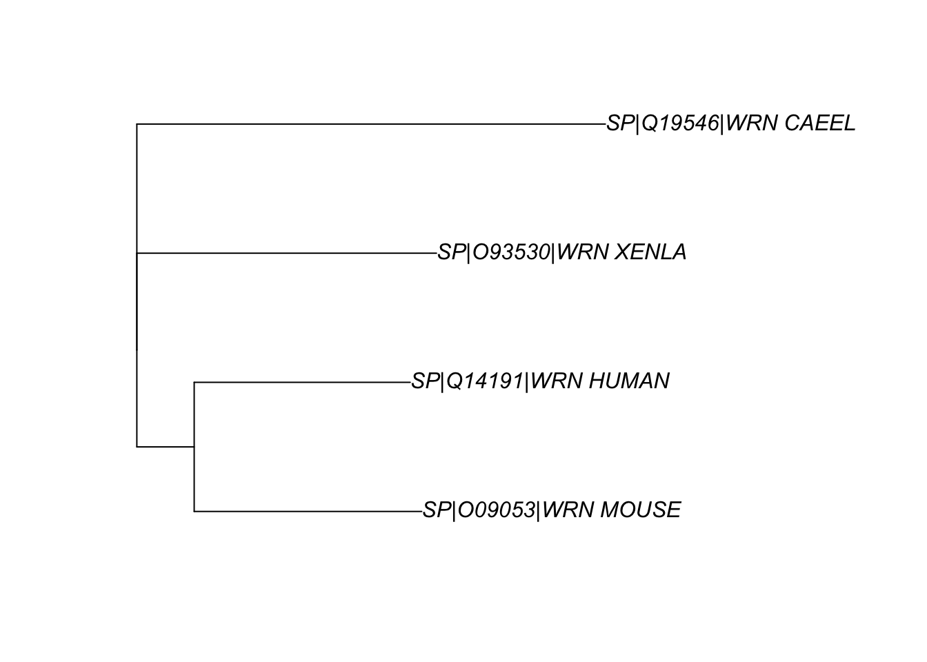 The phylogenetic relationship between the WRN homologs in 4 organisms